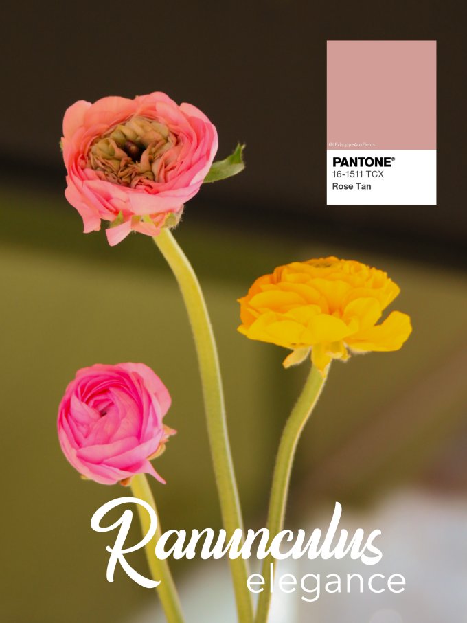 Fleurs de Mars photo 14